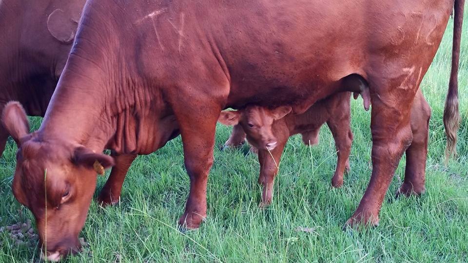 american red brangus cattle